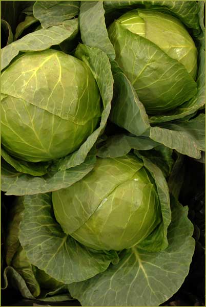Cabbages.jpg