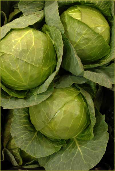 Cabbages.jpg