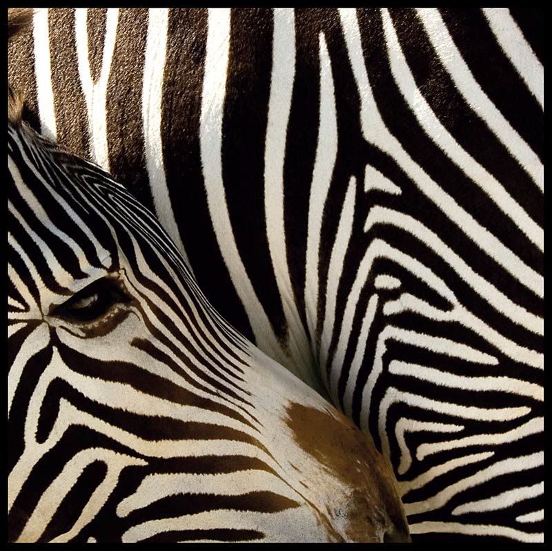 Zebra-with-Baby.jpg