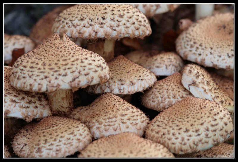 Mushrooms copy-1.jpg