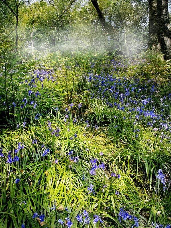 BLUEBELL FOREST