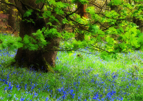 Bluebells---Spring-Wood-2.jpg