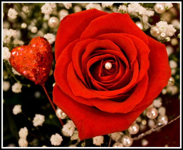 Valentine-Rose.jpg